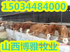 供应湖北养牛场