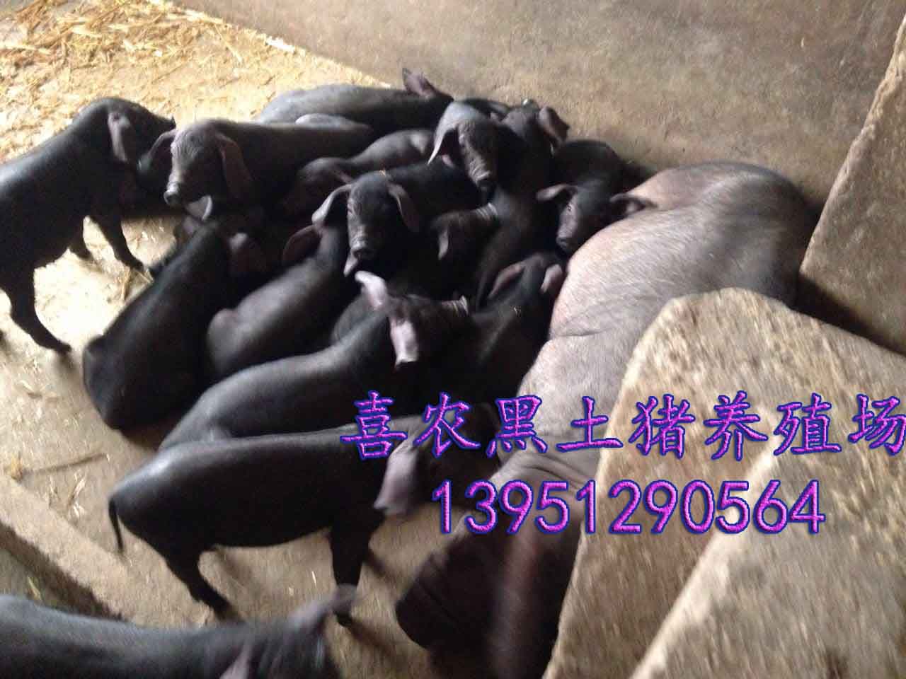 供应纯种黑土猪、太湖猪、苏太猪