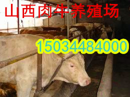 供应甘肃养殖牛肉