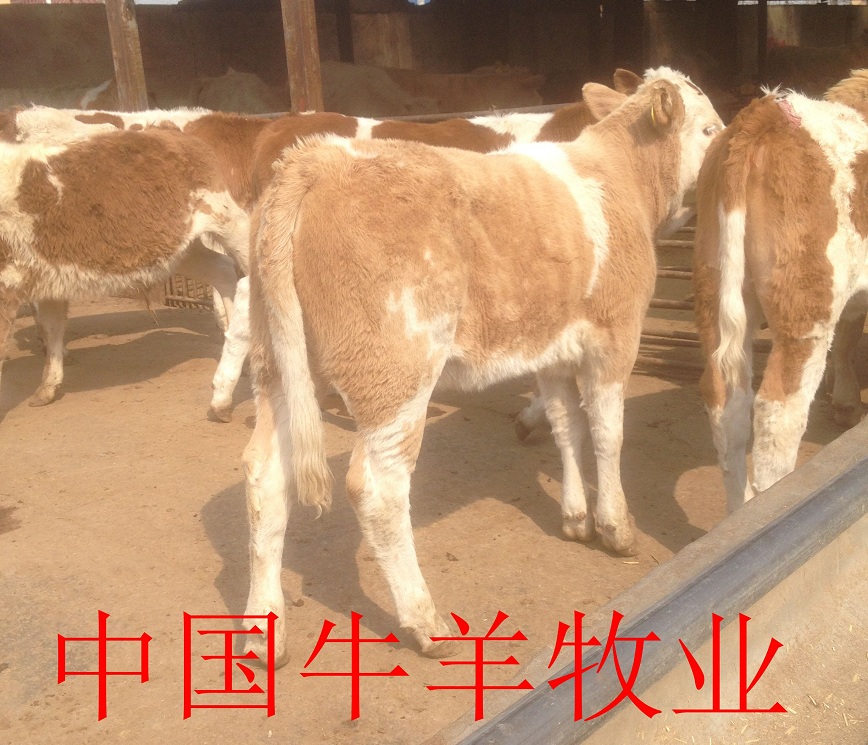 供应纯种西门塔尔牛