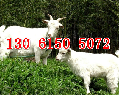 求购德州纯正白山羊
