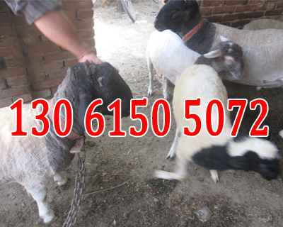 求购黑头杜泊羊种羊羊羔
