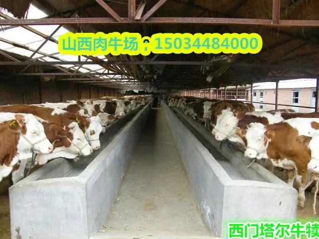 供应河北养牛场