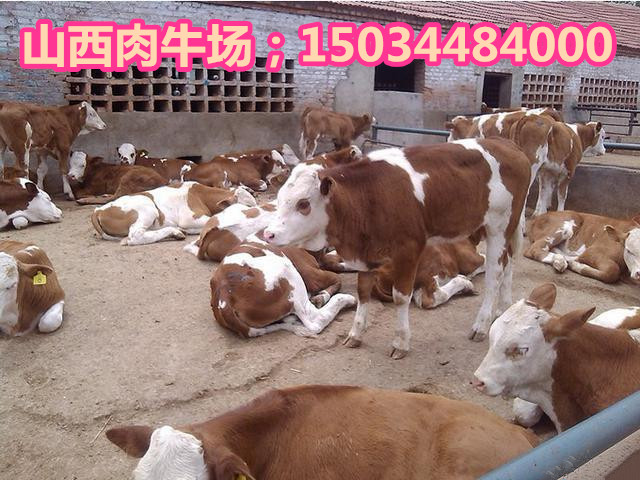 供应山西肉牛