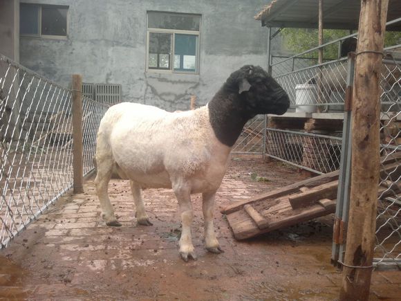 供应湖北常年小尾寒羊种苗养殖基地