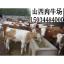 供应四川养牛场