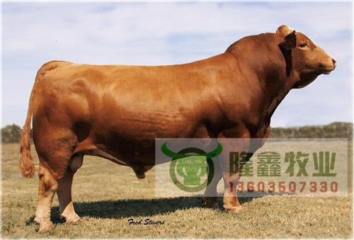 供应利木赞肉牛 育肥牛 肉牛犊