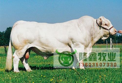 供应夏洛莱肉牛育肥牛