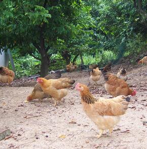 供应土鸡、草鸡