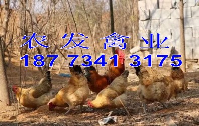 供应青脚土鸡苗