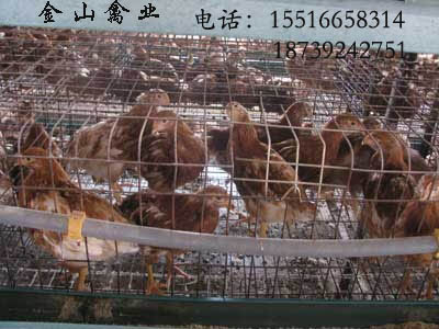 求购山西青年鸡