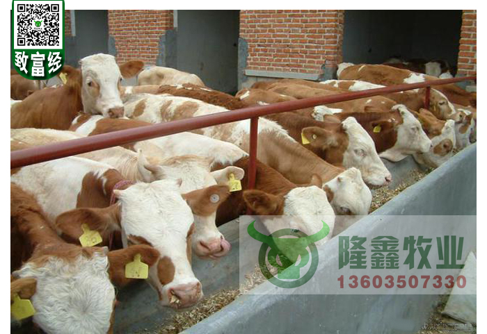 供应西门塔尔牛犊