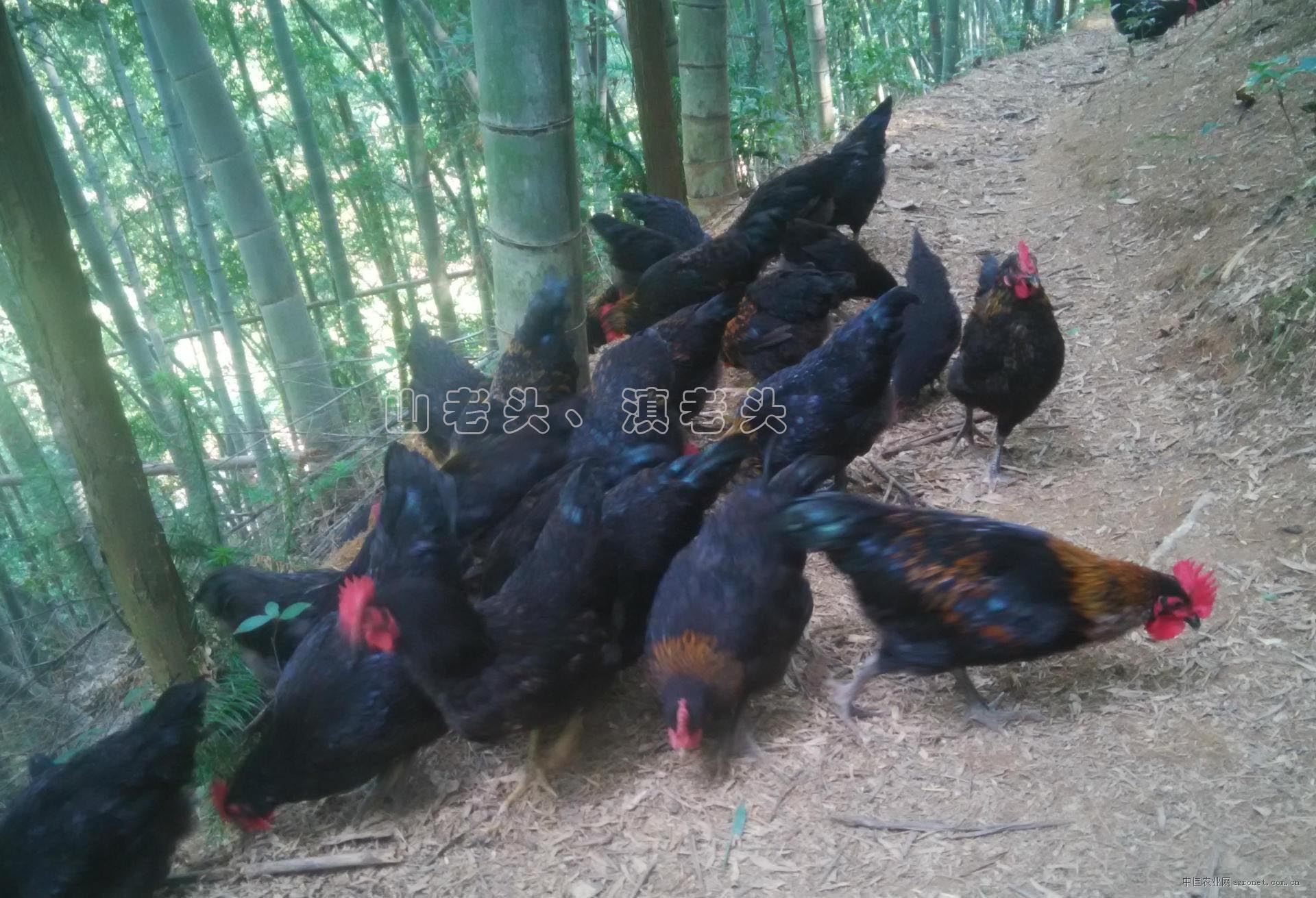 供应云南山区放养土鸡