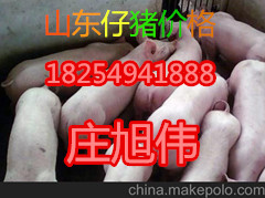 求购山东仔猪