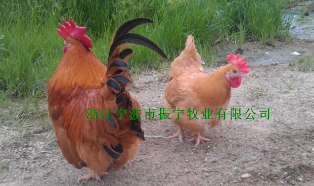 求购浙江优质矮脚鸡