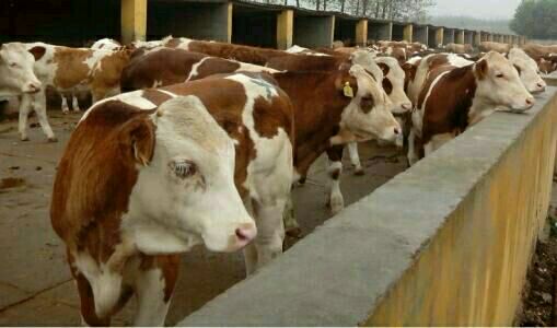 求购西门塔尔牛