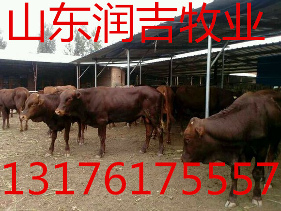 供应肉牛