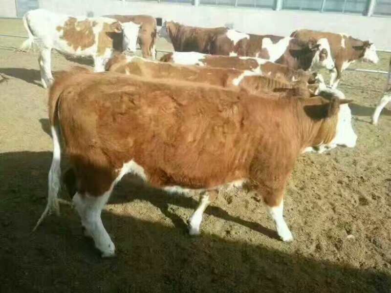 供应西门塔尔，夏洛莱等肉牛