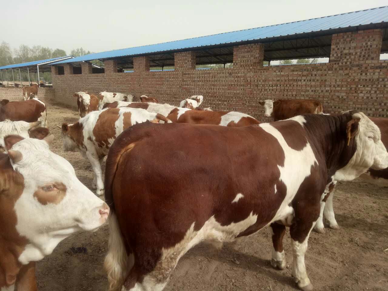 求购西门塔尔，夏洛莱，利木赞牛等