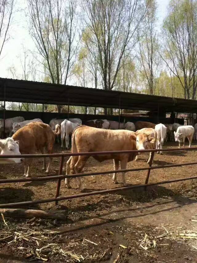 供应西门塔尔肉牛