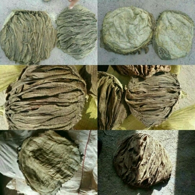 供应冷冻肉干毛肚 盐毛肚