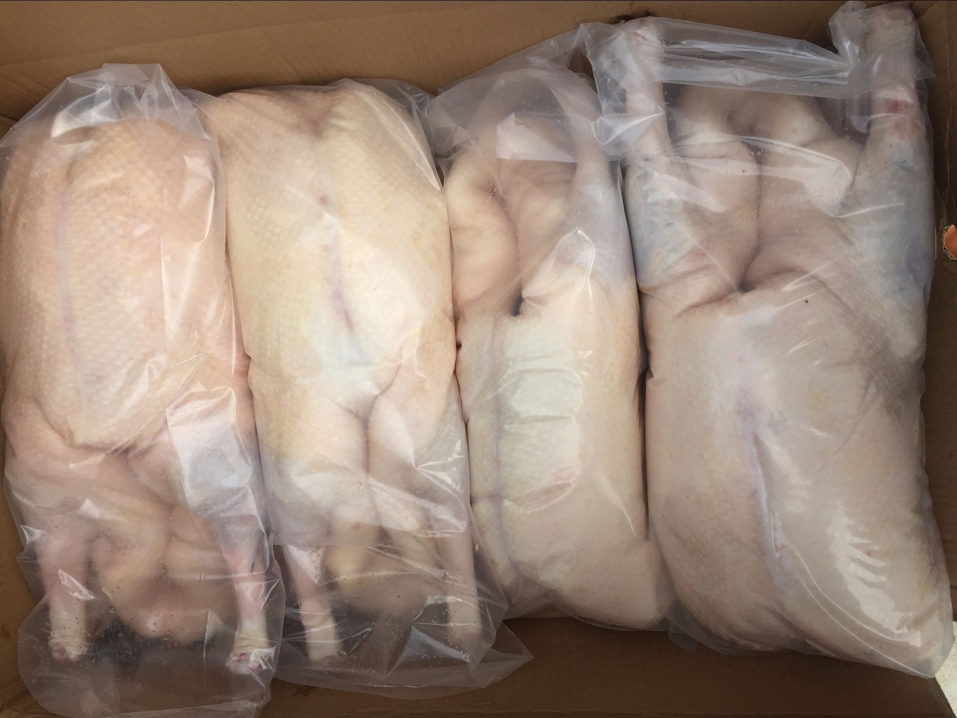 求购白条鹅—养殖家禽