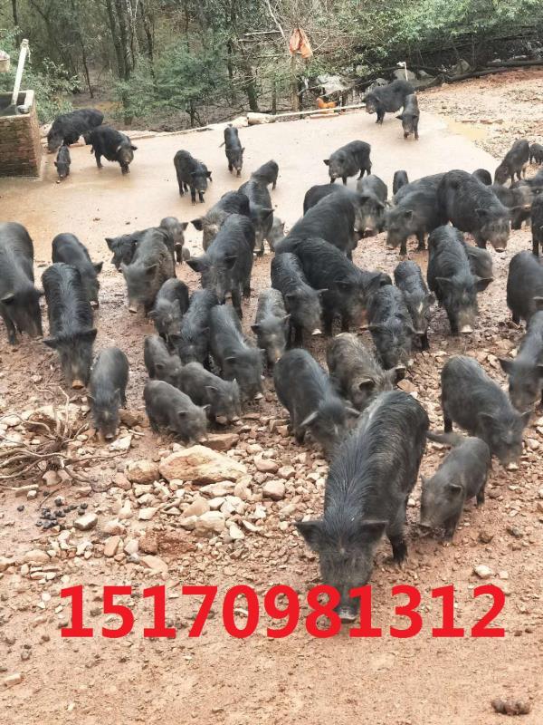 供应林芝藏香猪肉礼盒