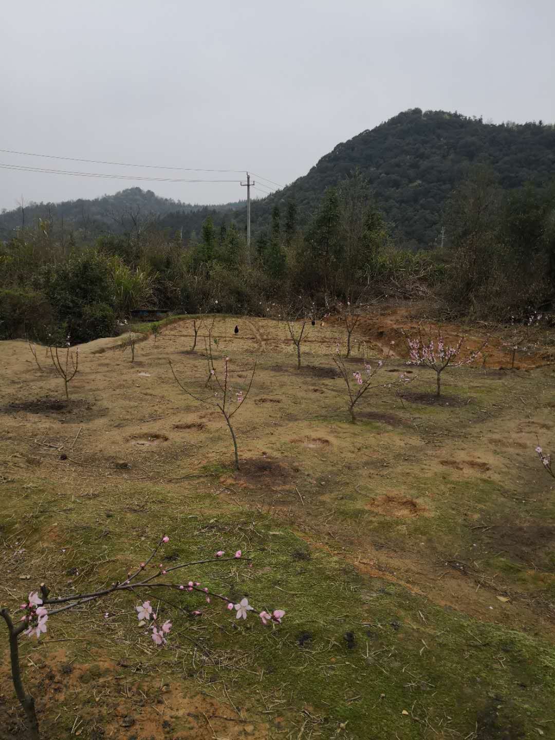 求购生态放养土鸡