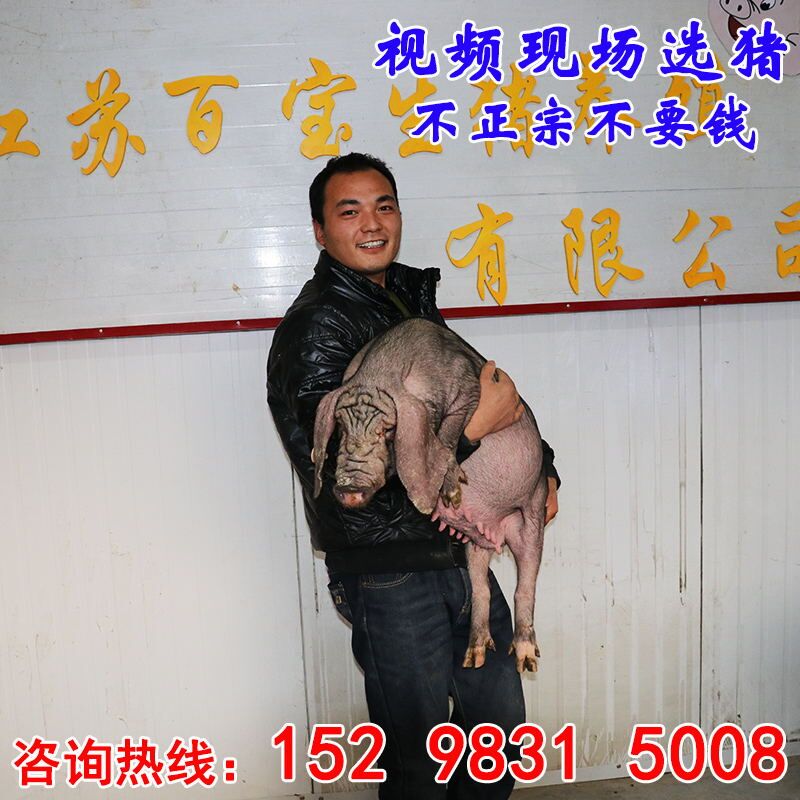 供应优质太湖母猪苏太母猪