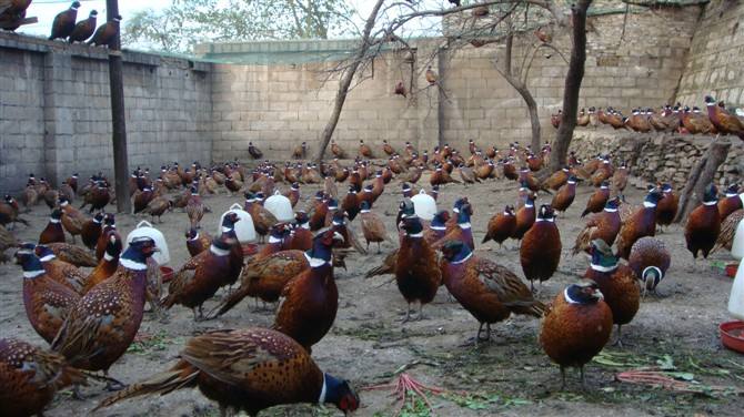 供应现场挑选纯种贵妃鸡贵妃鸡苗