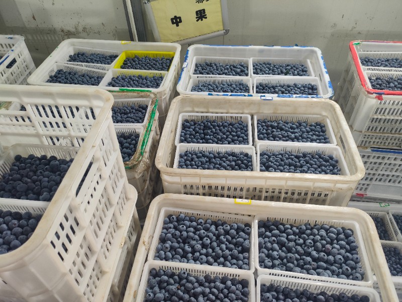 大连庄河蓝莓基地