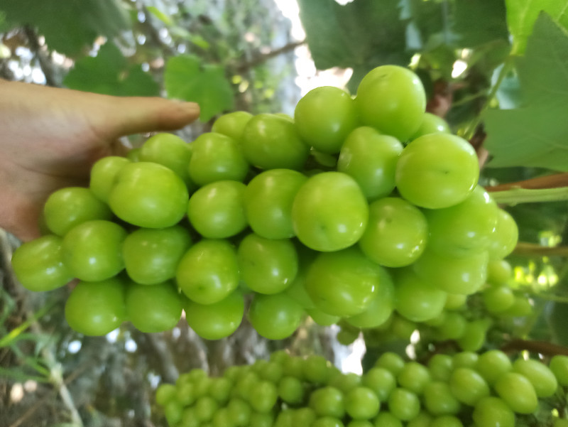 精品阳光玫瑰葡萄