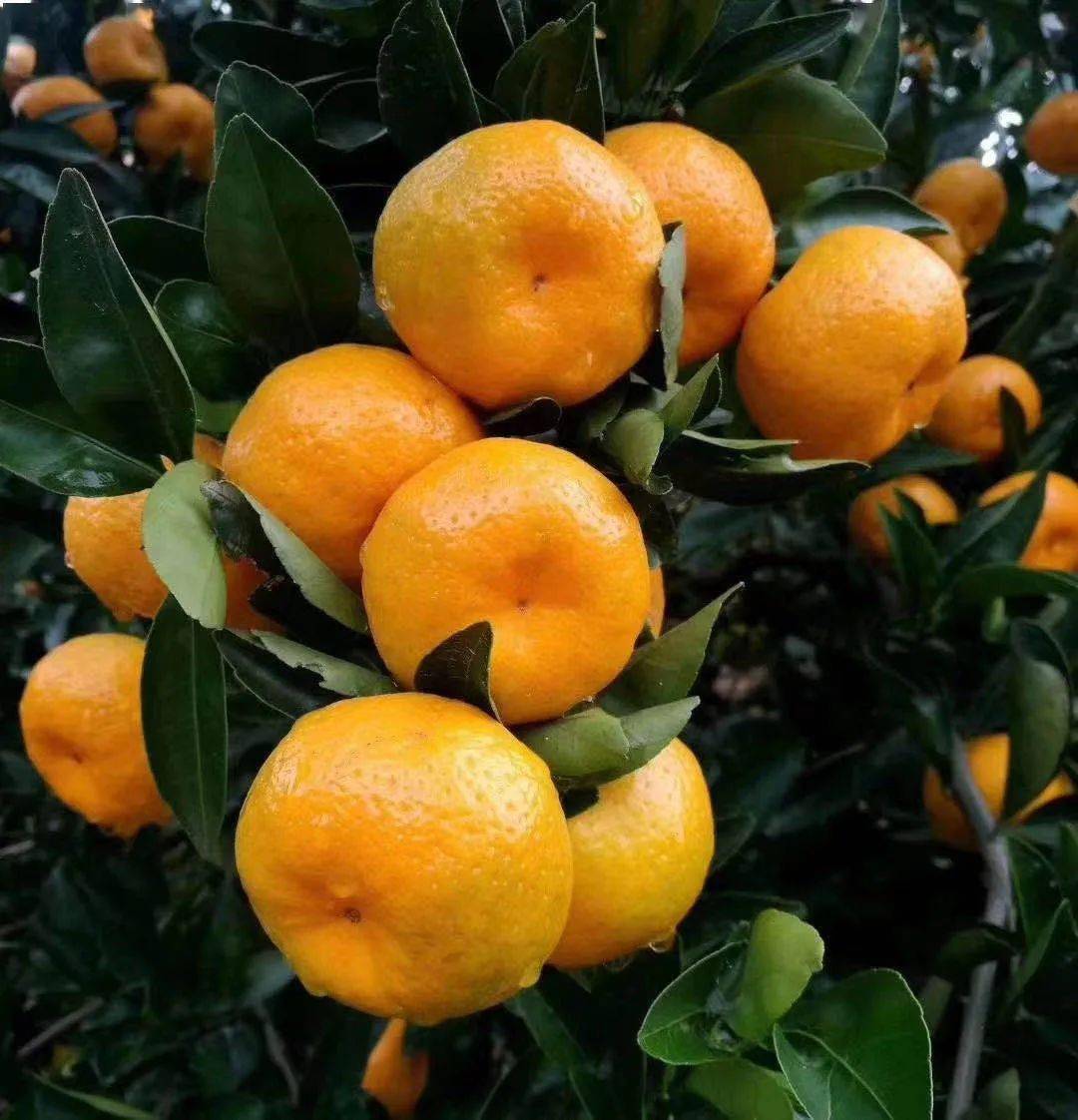 供应广西清香蜜桔苗与脆皮蜜桔苗与金桔苗种植园