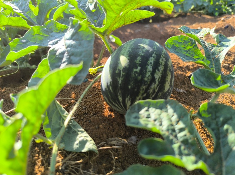 广西红虎 黑美人 福莱士西瓜，需要的老板联系20262026447