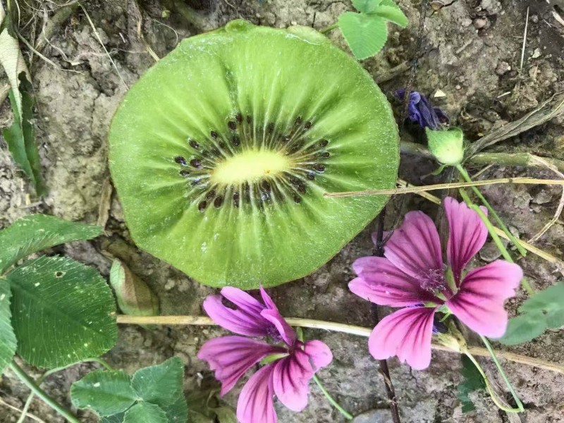 博山碧玉猕猴桃