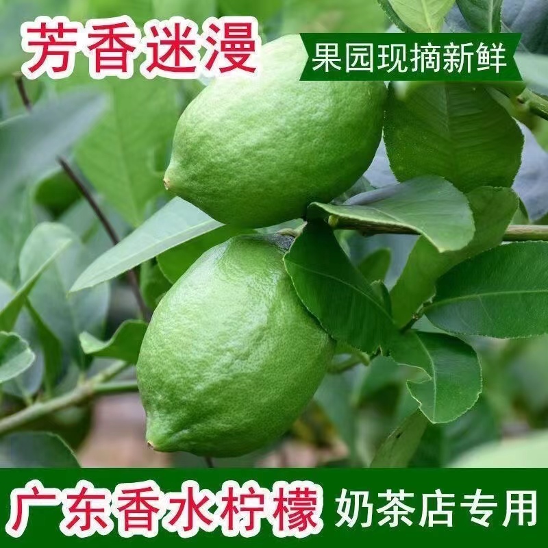 广东四季香水柠檬
