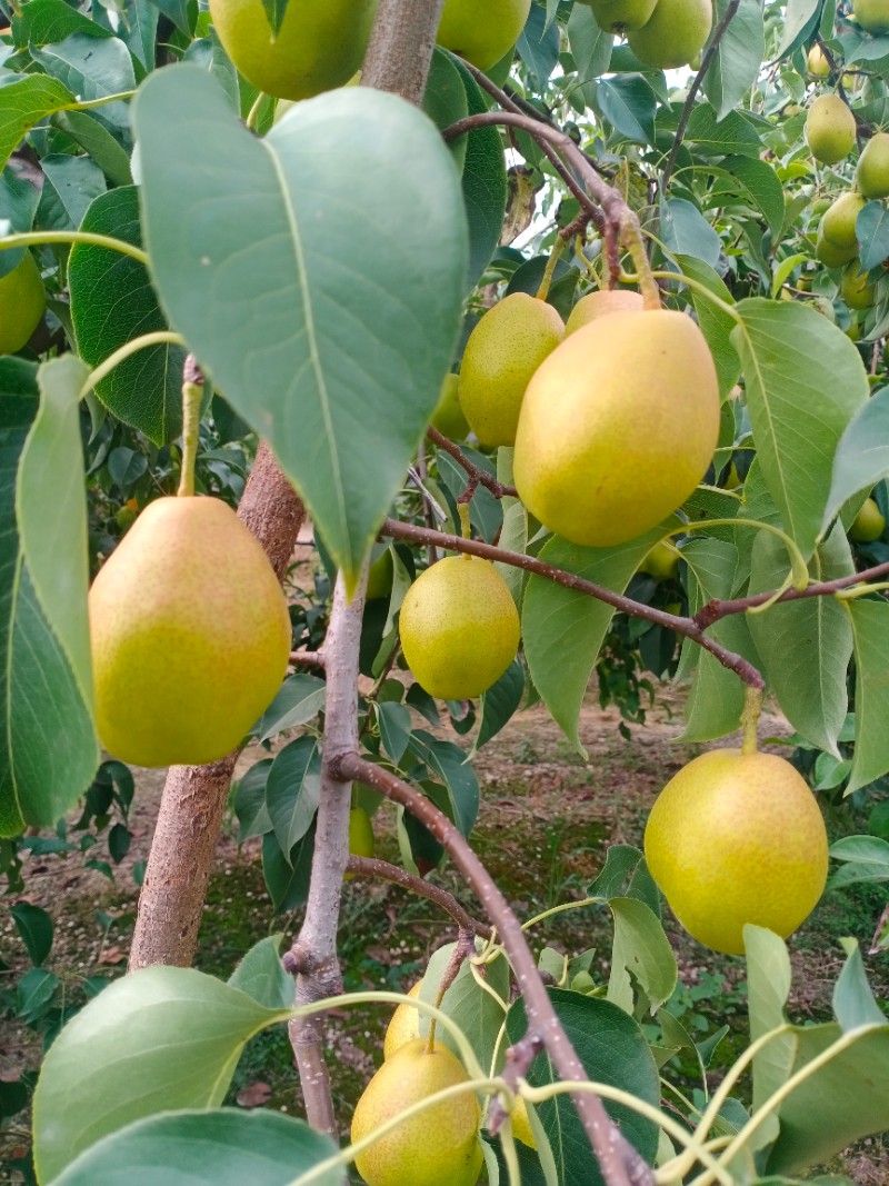 红香酥梨 口感很好 价格实惠 南北畅销