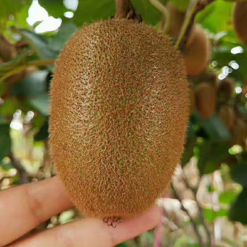 周至猕猴桃-----翠香 六斤礼盒装