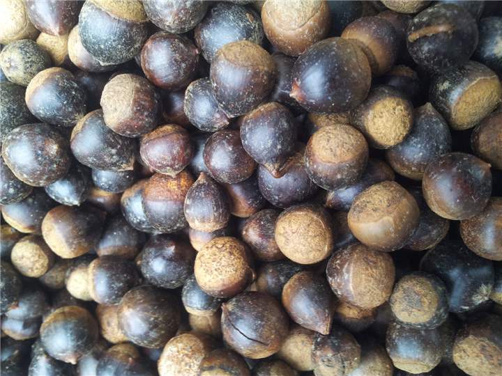 供应广西红椎果种子与红黎木苗种子与红椎苗