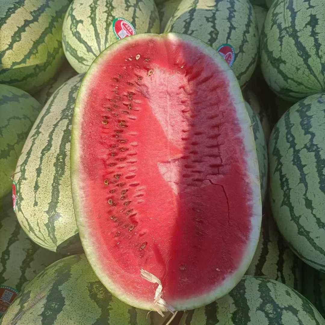 宁夏石头瓜金城五号 小薄皮大红瓤