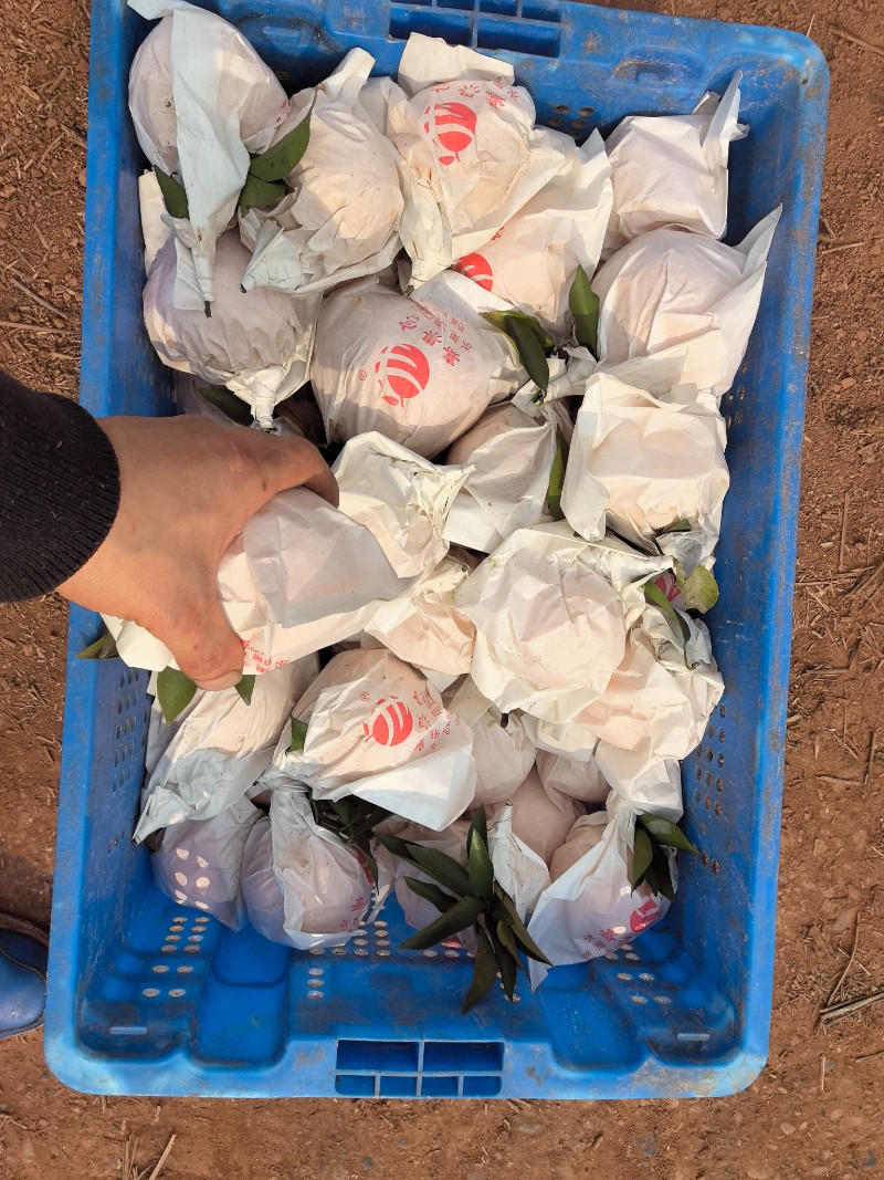 四川资阳耙耙柑