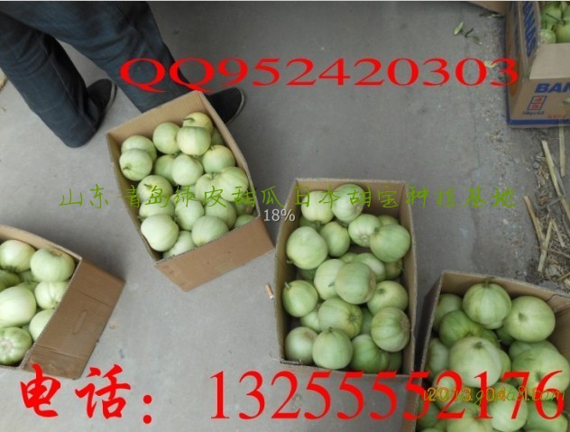 莱西甜瓜批发日本甜宝绿皮甜瓜基地批发蜜宝绿宝小甜瓜