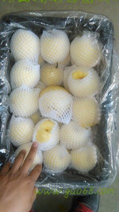 陕西贡梨批发，陕西贡梨产地直发陕西砀山酥梨价格