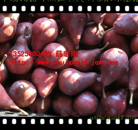 河南早早熟【早红考蜜斯梨】【红皮梨】【大泽山梨】【一面红梨】