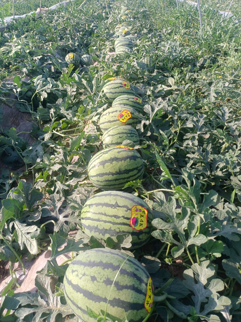 陕西大棚甘美4k西瓜批发，甘美4k西瓜基地