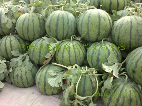 陕西西瓜基地 蒲城县西瓜产地价格