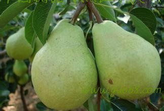 供国内第一早熟精品[大头梨][红巴梨][大泽山梨][香蕉梨]