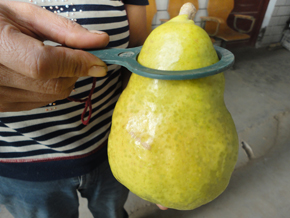 大头梨合作社热供河南名品[大头梨][红大头梨][黄大头梨]