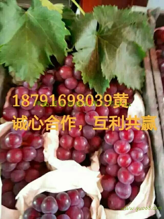 陕西纸袋红提葡萄批发陕西防雨棚红提葡萄基地