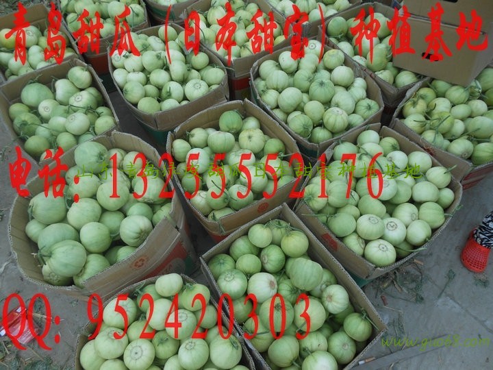 莱西甜瓜批发李权庄日本甜宝绿皮甜瓜基地批发蜜宝绿宝小甜瓜